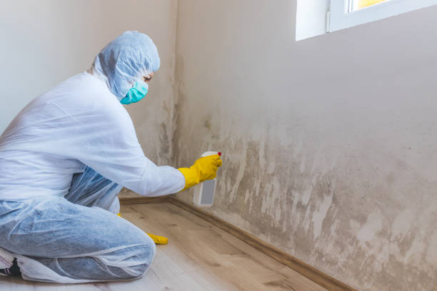 Licensed Mold Testing service in Hudsonville, MI - WQB Mold Removal